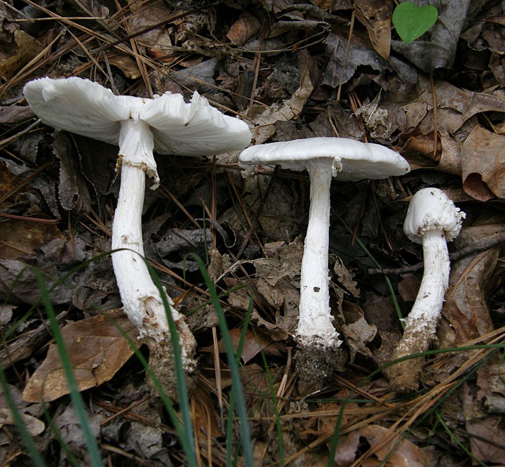 Amanita maryaliceae image