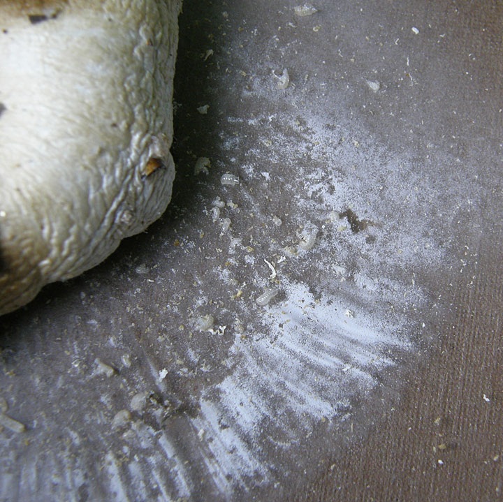 Amanita maryaliceae image