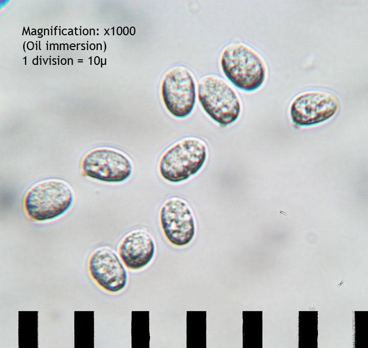 Amanita maryaliceae image
