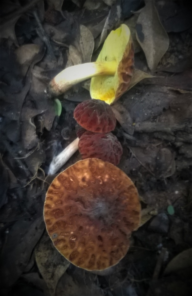 Aureoboletus thibetanus image