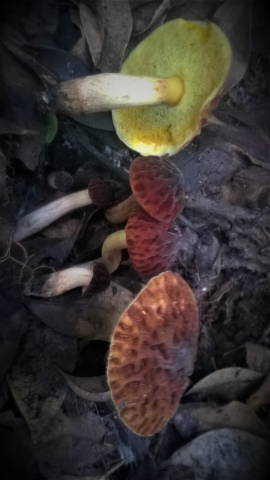 Aureoboletus thibetanus image