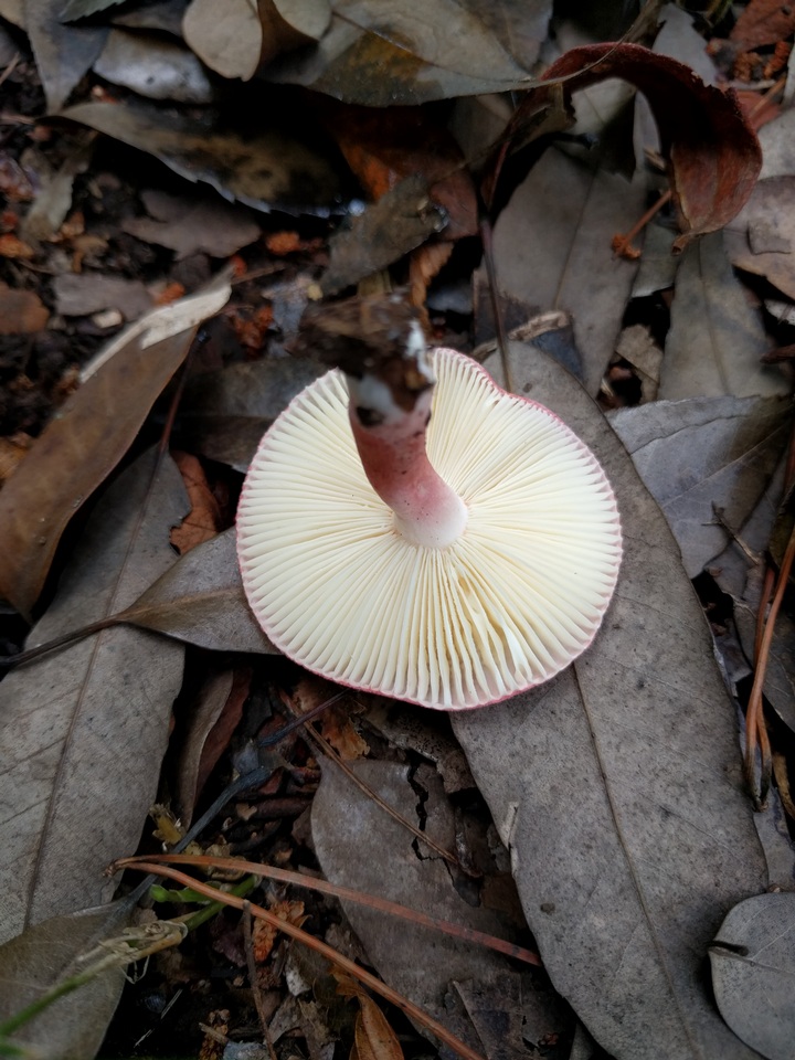 Russula bella image