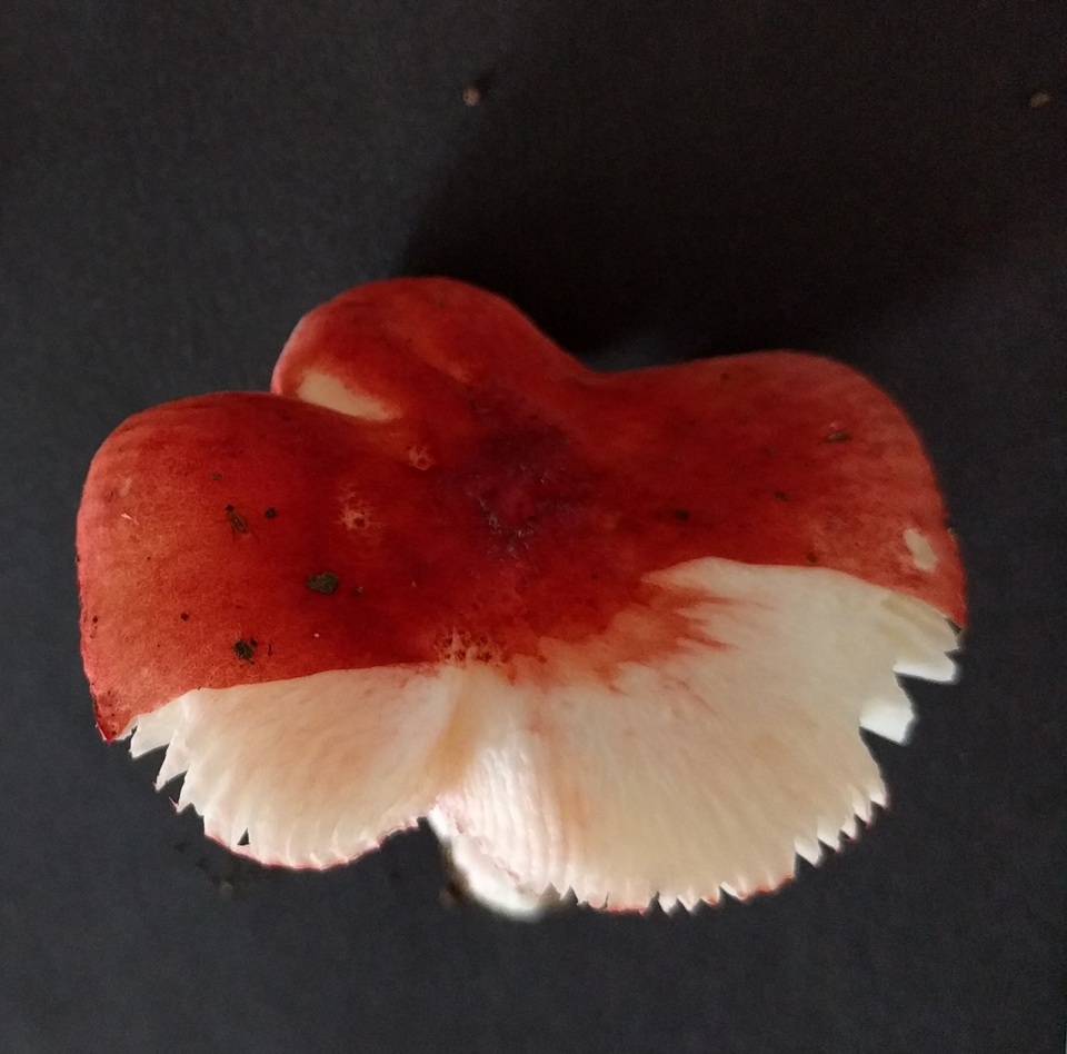 Russula bella image