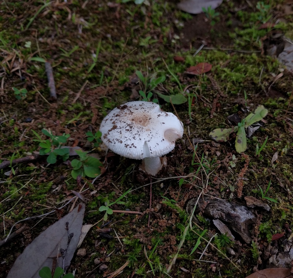 Amanita avellaneosquamosa image