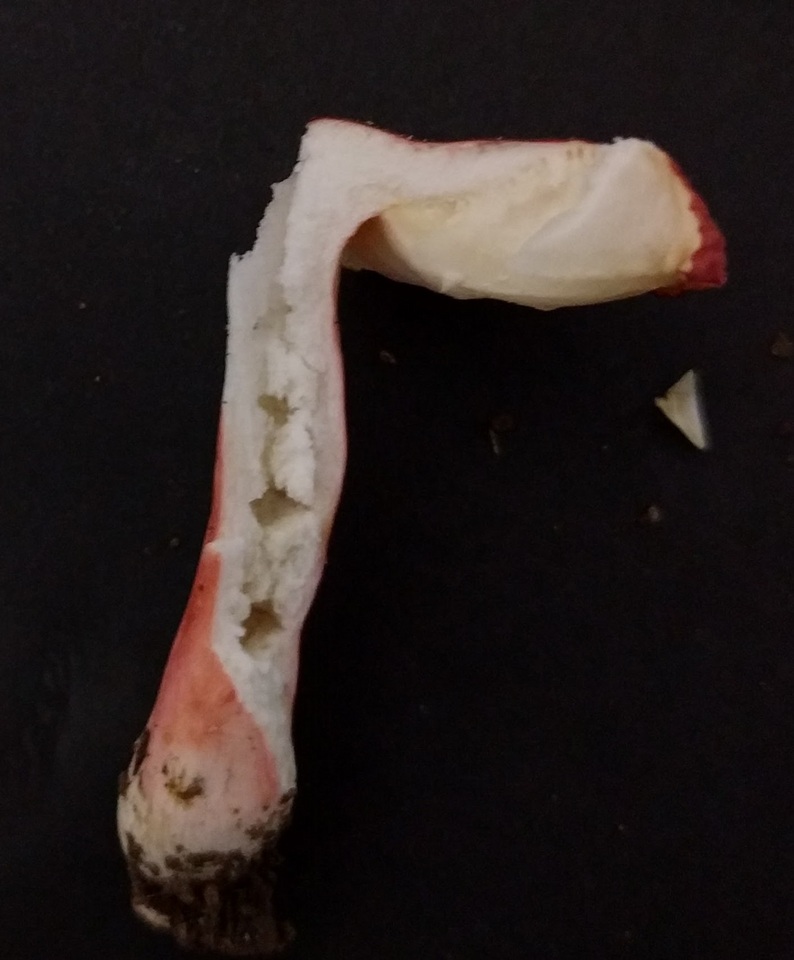 Russula bella image