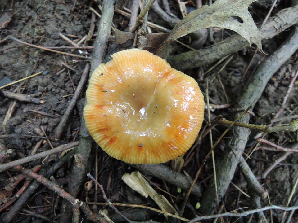 Russula pectinatoides image