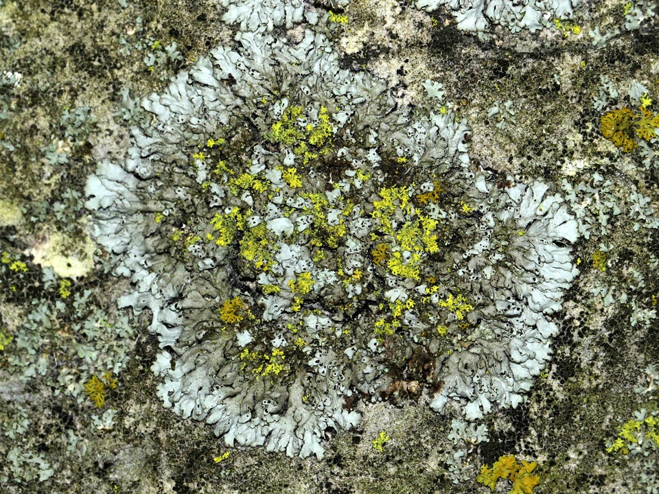 Phaeophyscia hirtella image