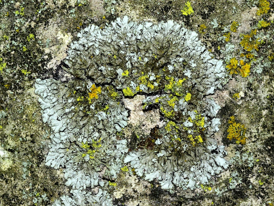 Phaeophyscia hirtella image