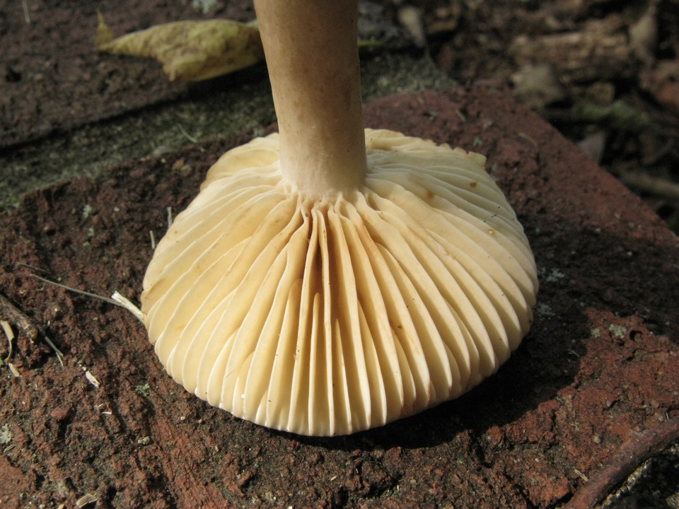Lactarius marylandicus image