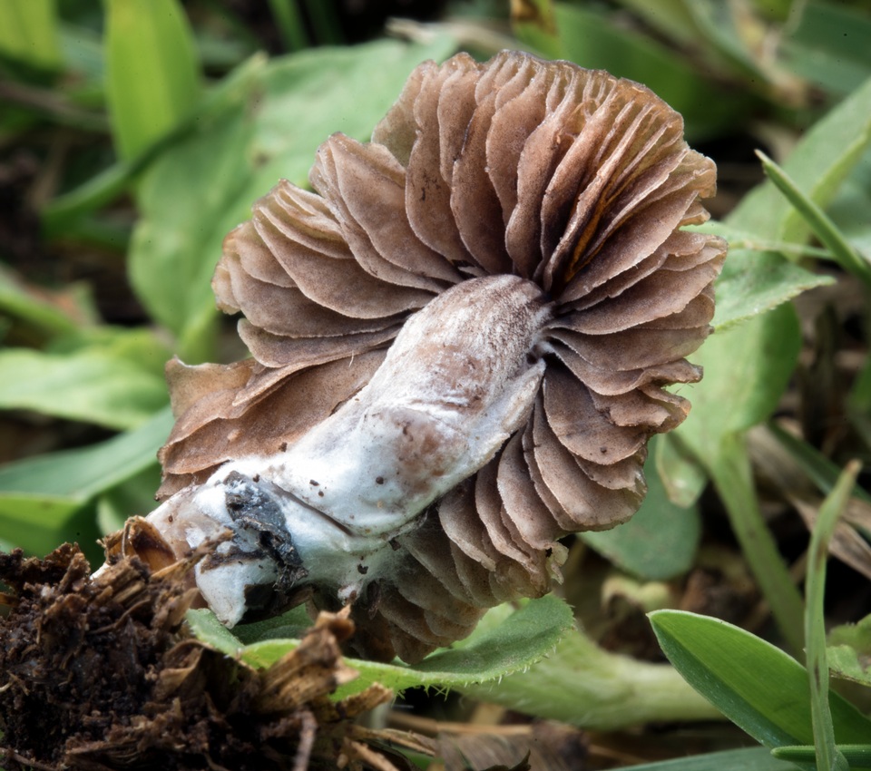 Panaeolus castaneifolius image
