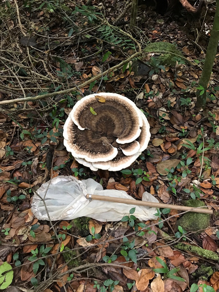 Laetiporus persicinus image