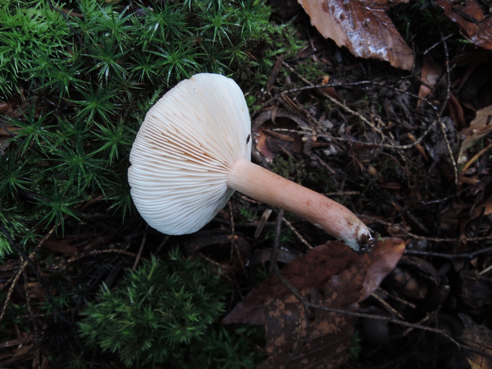Lactarius lilacinus image