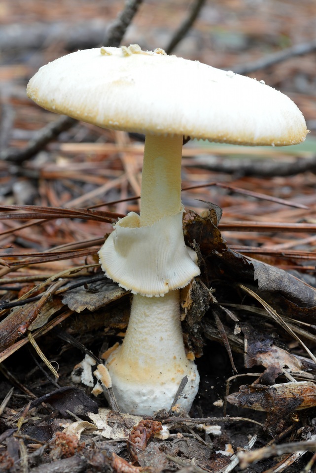 Amanita roseitincta image