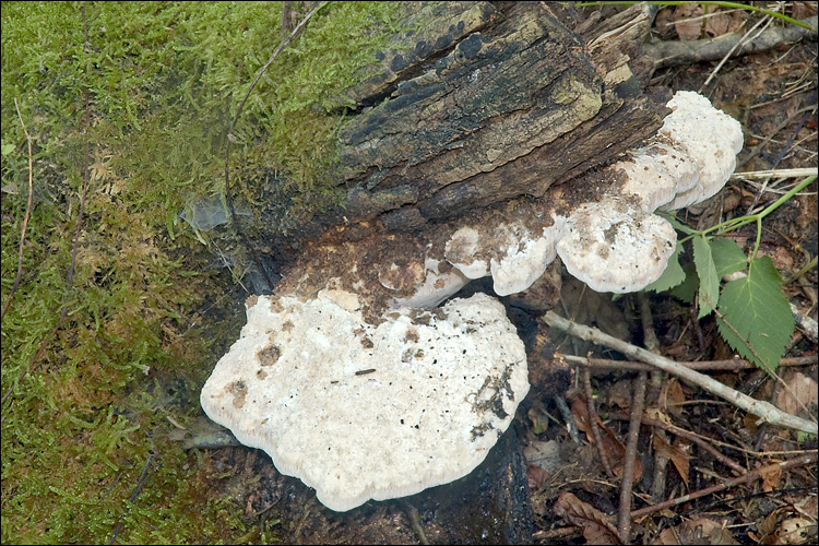 Pappia fissilis image