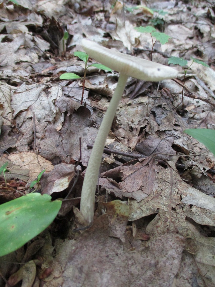 Amanita sect. Vaginatae image