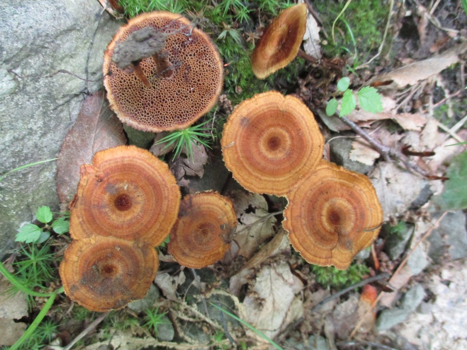 Coltricia focicola image