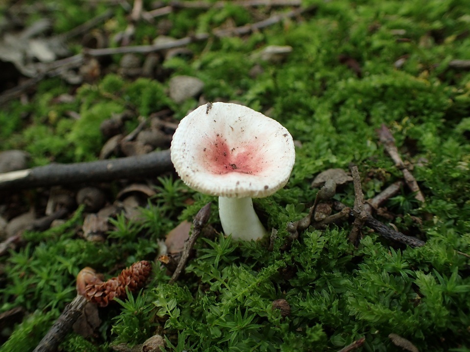 Russula kansaiensis image