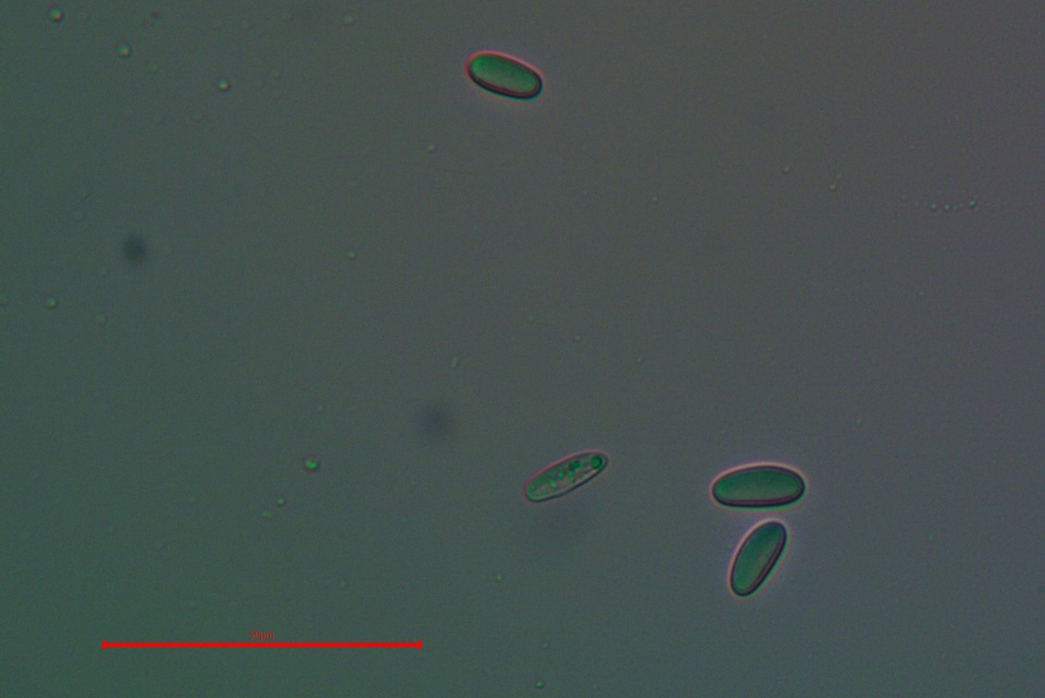 Lecanora confusa image
