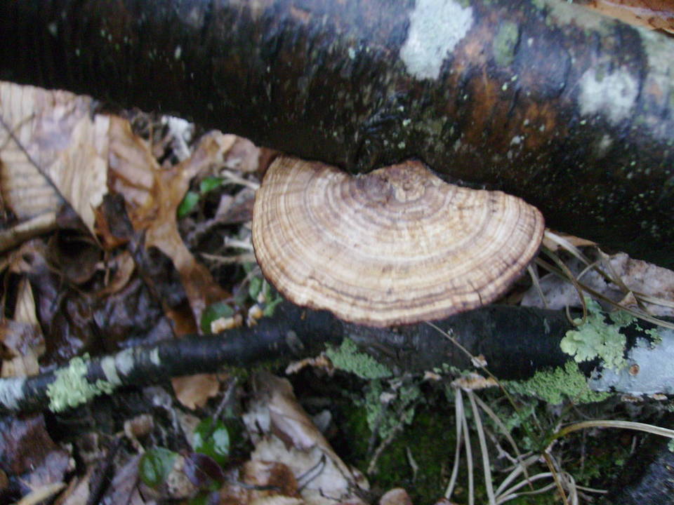 Daedaleopsis septentrionalis image