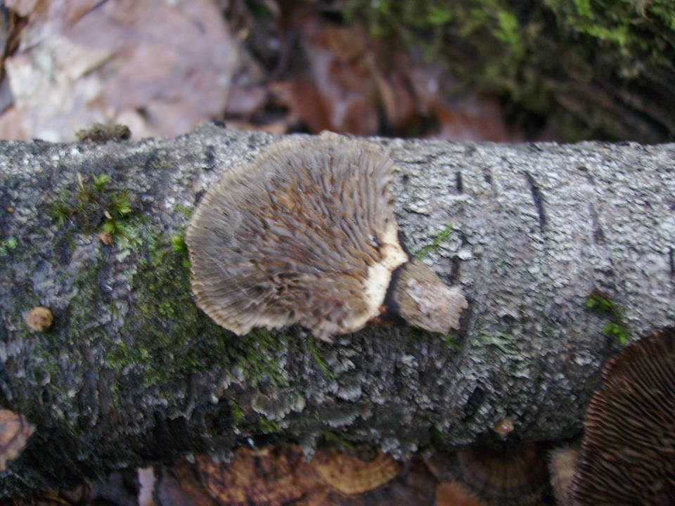 Daedaleopsis septentrionalis image
