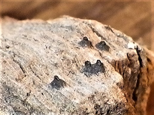 Navicella pileata image