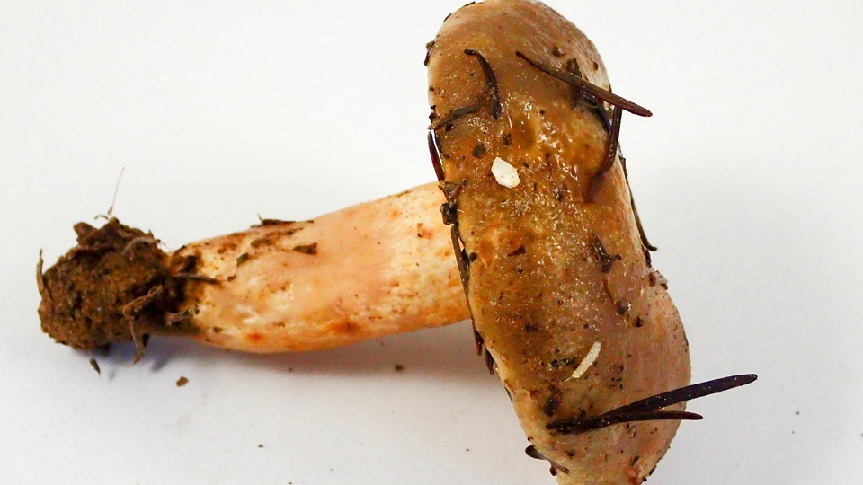 Lactarius pallescens image