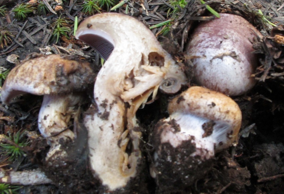 Cortinarius subolivascens image