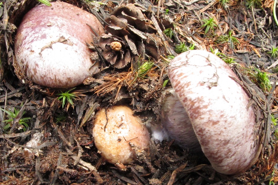 Cortinarius subolivascens image
