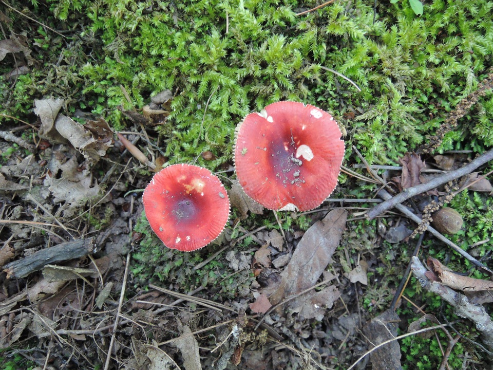 Russula nigrodisca image