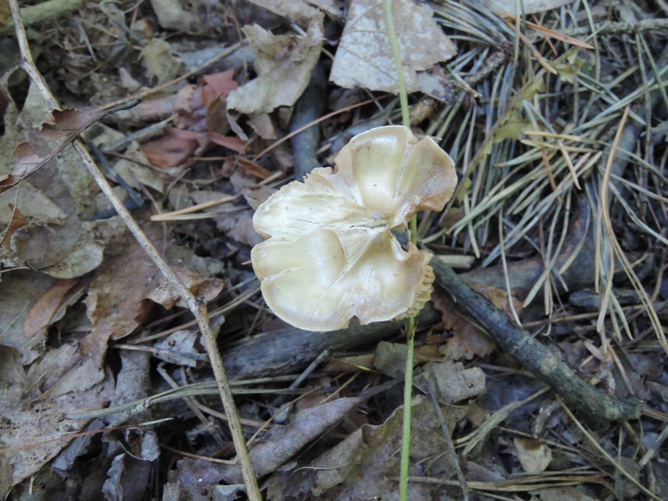 Entoloma mephiticum image