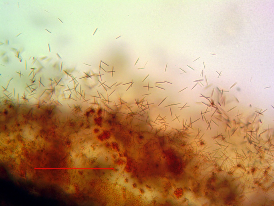 Aspicilia pacifica image