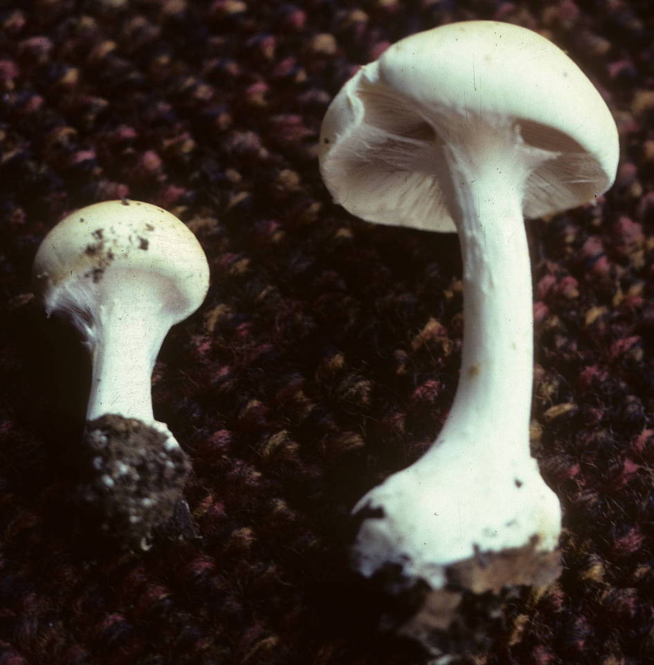 Inocybe geophylla var. geophylla image