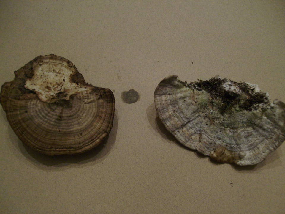 Daedaleopsis septentrionalis image