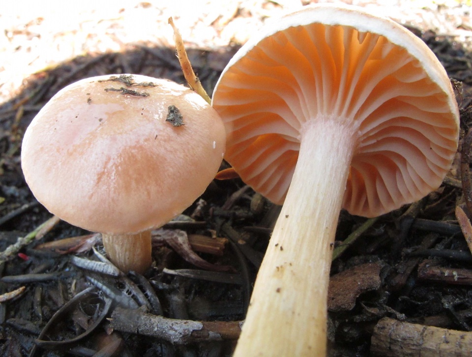 Hygrophorus goetzei image