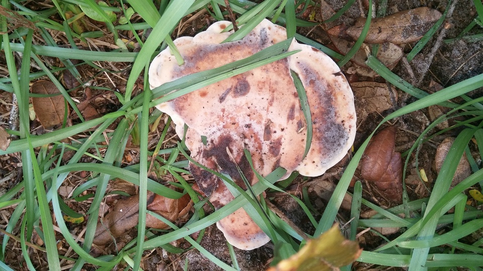 Laetiporus persicinus image