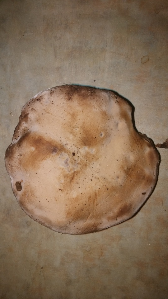 Laetiporus persicinus image