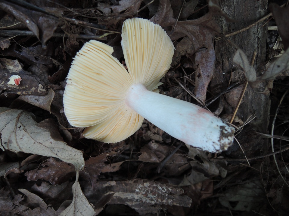 Russula borealis image