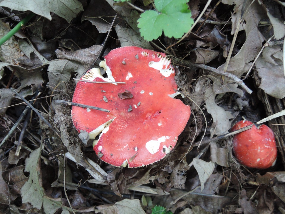 Russula borealis image