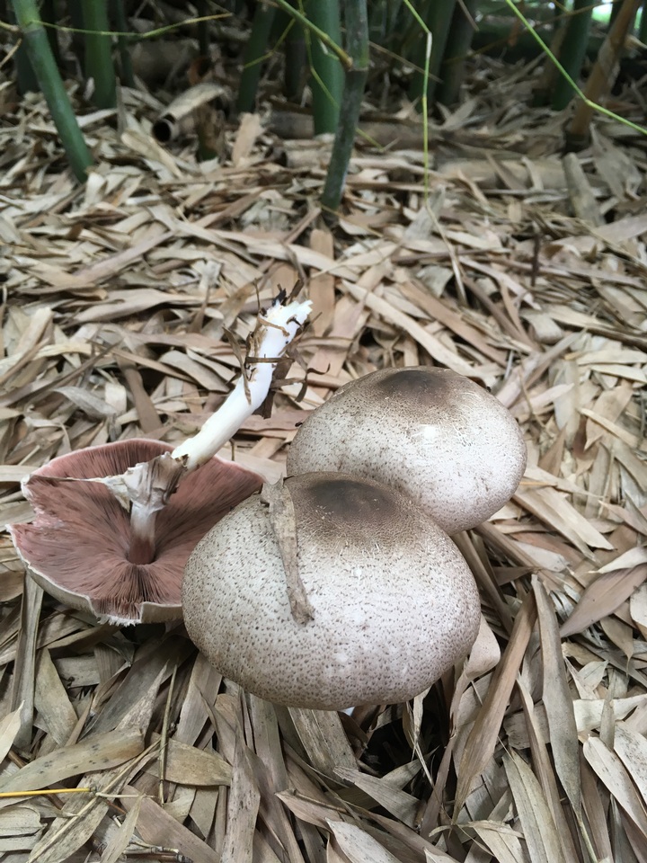 Stropharia lepiotiformis image