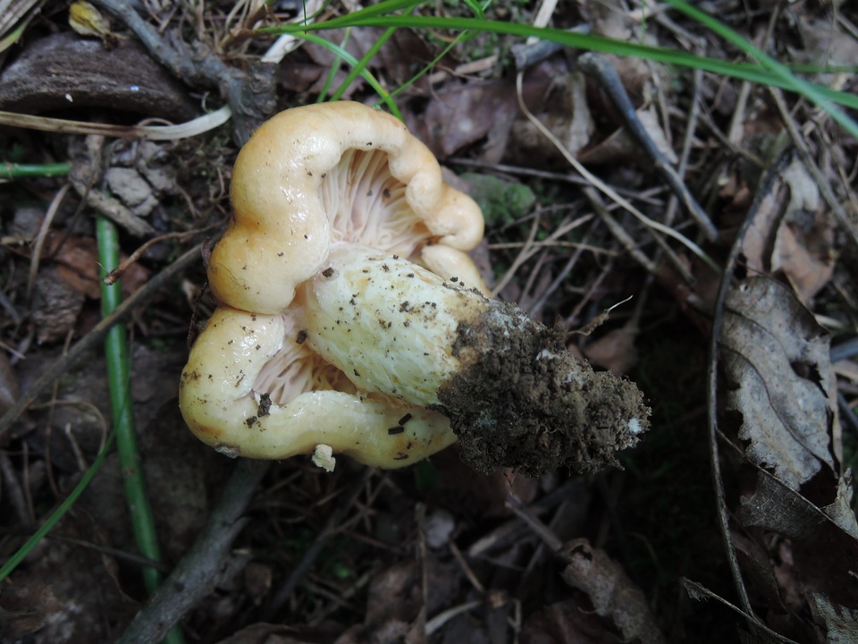 Lactarius agglutinatus image