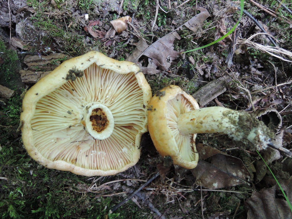 Lactarius agglutinatus image