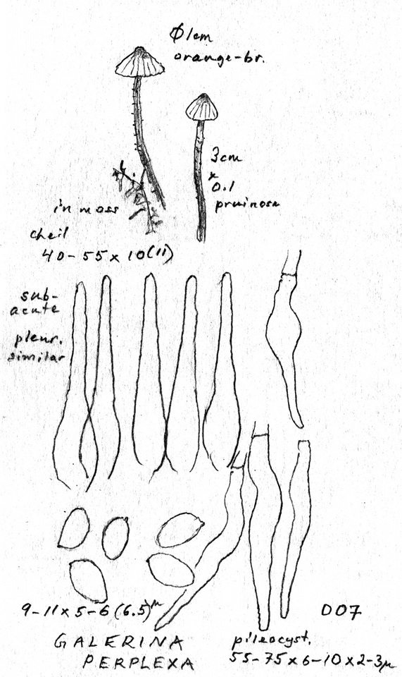 Galerina perplexa image