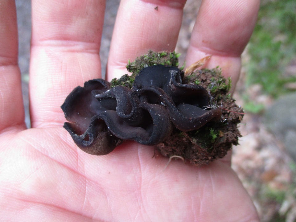 Peziza saccardiana image