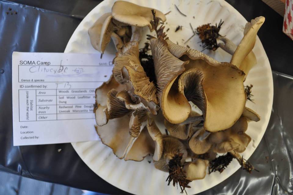 Clitocybe ditopa image
