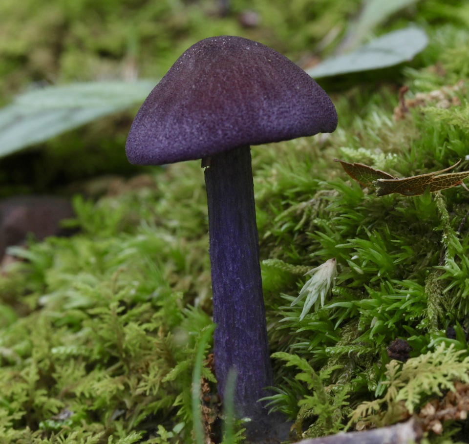 Entoloma pigmentosipes image