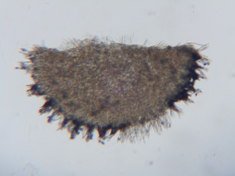 Peziza echinulata image