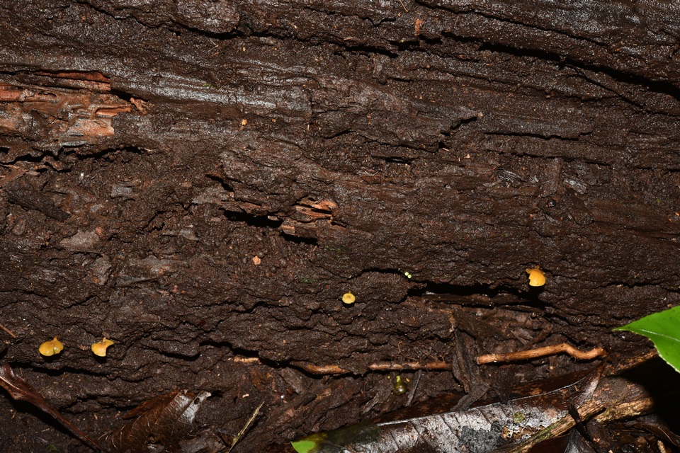 Gymnopilus tuxtlensis image