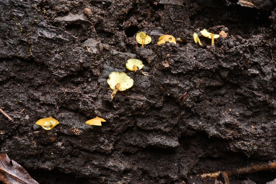 Gymnopilus tuxtlensis image