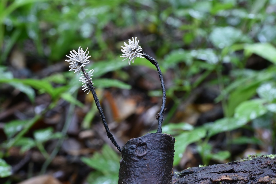 Xylaria comosa image