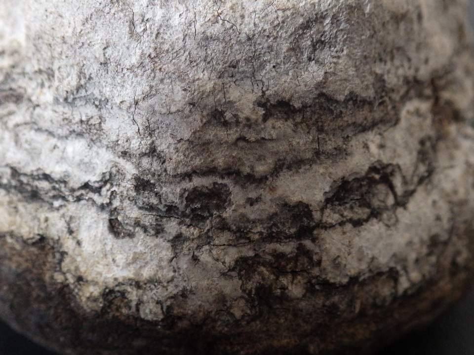 Fomes inzengae image